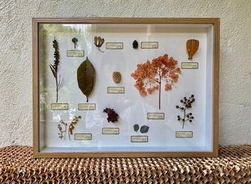 Verschillende planten Taxidermie volledige montage - Various