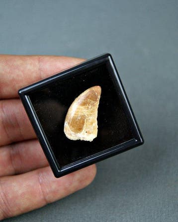 Dinosaurus - Gefossiliseerde slagtand - raptor Dromaeosaurio