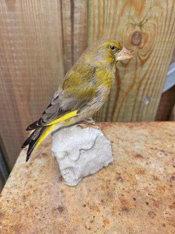 Super mooie groenling Taxidermie volledige montage -, Nieuw