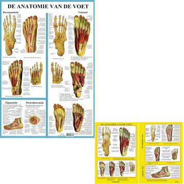 Anatomie poster voetskelet en voetspieren (Nederlands, g..., Nieuw