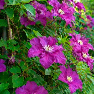 Clematis Polish Spirit container (P15) Sierplanten, Paars, Verzenden, Overige soorten, Struik