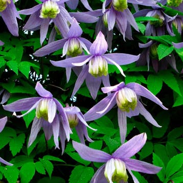 Clematis Alpina container (P15) Sierplanten, Raskleur, Verzenden, Lente, Overige soorten, Halfschaduw