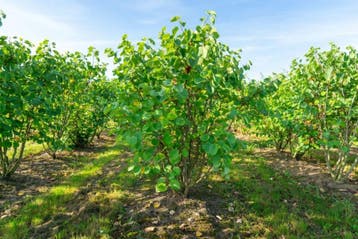 Cercis canadensis meerstammig 250-300