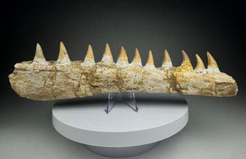 Mosasaurus - Gefossiliseerde kaak - 28 cm - 8.5 cm, Verzamelen, Mineralen en Fossielen