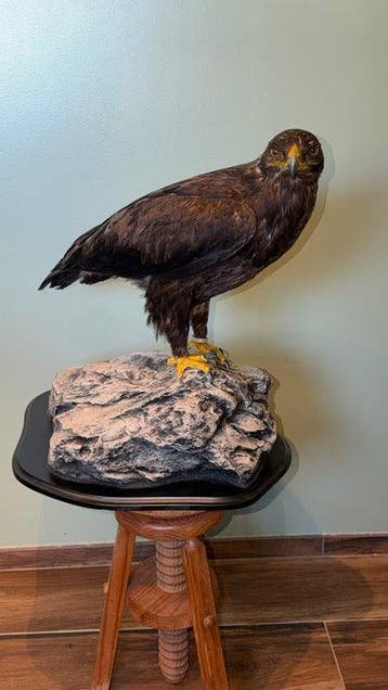 Arend Taxidermie volledige montage - Aquila nipalensis -, Nieuw