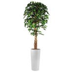 Ficus kunstplant, H250cm, Ophalen of Verzenden, Overige soorten, 200 cm of meer