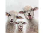 Olieverf schilderij schapen van Ter Halle, Ophalen of Verzenden, Nieuw