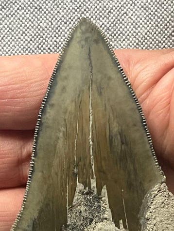 Megalodon tand 10,3 cm - Fossiele tand - Carcharocles