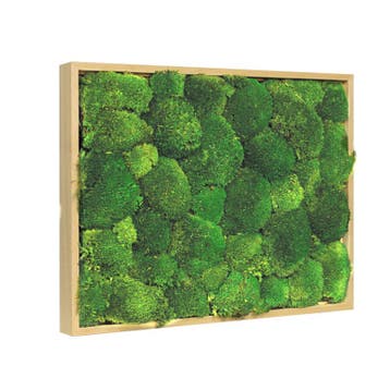 Vintlux Mosschilderij Bolmos 40x60 cm Blank Hout, Huis en Inrichting, Woonaccessoires | Wanddecoraties, Nieuw