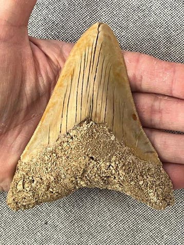 Megalodon-tand 11,4 cm - Fossiele tand - Carcharocles