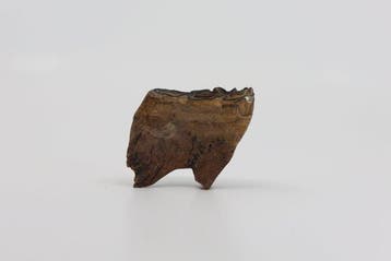 Pleistoceen paard - Fossiele kies - Equus ferus - 5 cm - 4