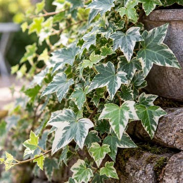 Klimop White Ripple Sierplanten, Groengeel, onopvallend, Tuin en Terras, Verzenden, Overige soorten, Struik