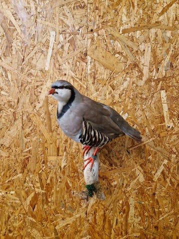 steenpatrijs Taxidermie volledige montage - Alectoris graeca, Nieuw