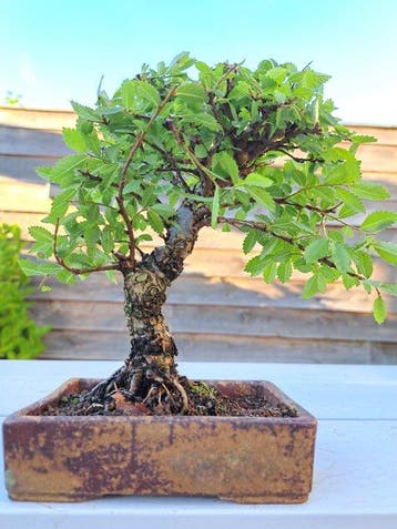 Japanese iep bonsai (Zelkova) - Hoogte (boom): 16 cm -, Antiek en Kunst