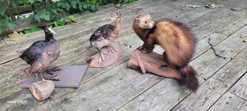 Bunzing Taxidermie volledige montage - Mustela Putorius - 0, Nieuw