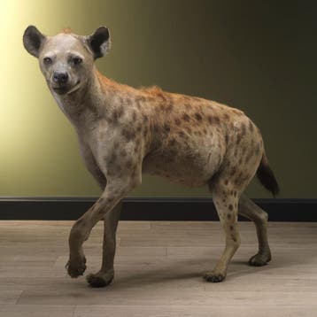 Gevlekte Hyena Taxidermie Opgezette Dieren By Max, Verzamelen, Ophalen of Verzenden, Nieuw, Wild dier, Opgezet dier