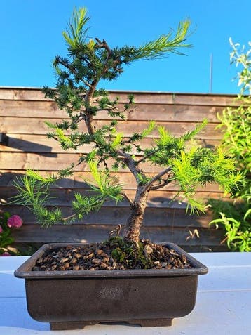 Lariks bonsai (Larix) - Hoogte (boom): 30 cm - Diepte