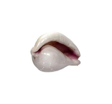 Ovula ovum (34 mm, Toptoestand GEM) – Sensationele, extreem, Verzamelen, Nieuw