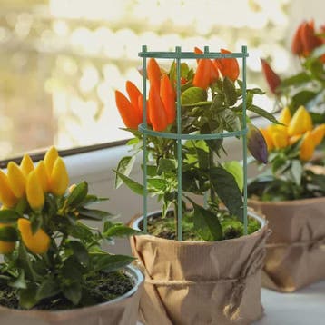 Plantensteun Stokken Set - Groen Plastic - Voor Bloemen & Pl, Verzenden