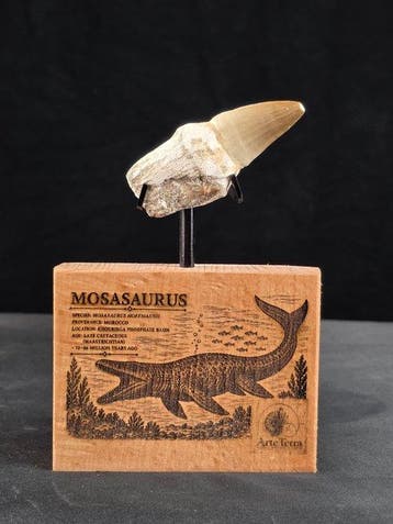 Mosasaurus - Fossiele tand - Mosasaur tooth on a custom base, Verzamelen