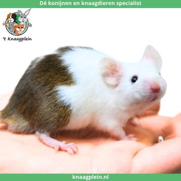 Lieve jonge handtamme kleurmuizen te koop! Veel keus!, Meerdere dieren, Muis, Tam