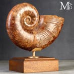 Iconisch Jurrassisch cephalopode “Wunderkammer” Fossiel, Verzamelen