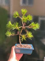 Den bonsai (Pinus) - Hoogte (boom): 34 cm - Diepte (boom):