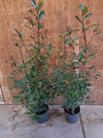 Glansmispel, Photinia fraseri Red Robin
