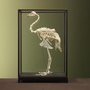 Blauwe Pauw Skelet Taxidermie Opgezette Dieren By Max, Verzamelen, Dierenverzamelingen, Ophalen of Verzenden, Nieuw, Vogel, Opgezet dier