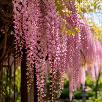 Wisteria floribunda Rosea Blauweregen, Sierplanten, Roze, Tuin en Terras, Verzenden, Overige soorten, Struik