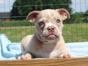 Old English Bulldog pups! Mogen mee!, Parvo, Nederland, 8 tot 15 weken, Bulldog
