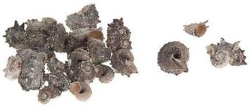 Delphinula Laciniata schelpen 1 kilo, Ophalen of Verzenden, Nieuw