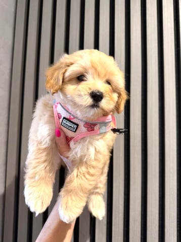 Echte beuty s MALTIPOO pups super speels en sociaal, Parvo, Overige rassen, 8 tot 15 weken, Meerdere