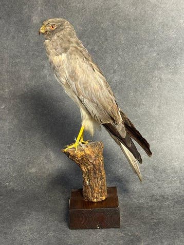 Noordelijke harrier Taxidermie volledige montage - Circus, Nieuw