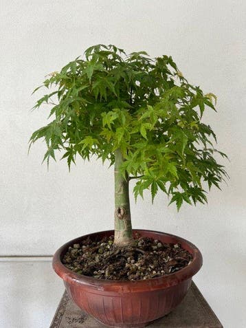 Japanese maple bonsai (Acer palmatum) - Hoogte (boom): 60 cm