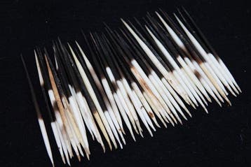 Cape Porcupine Quills - Taxidermie volledige montage -, Verzamelen, Dierenverzamelingen, Nieuw