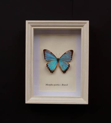Vlinder Taxidermie volledige montage - Morpho portis - 20.5