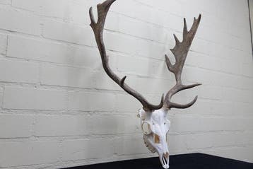 Fallow Buck Trophy Schedel - Dama dama - 26 cm - 70 cm - 53, Verzamelen, Nieuw