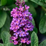 Vlinderstruik Buddleia davidii Chrysalis™ Blue (blauw), Tuin en Terras, Planten | Struiken en Hagen, Ophalen of Verzenden, Vlinderstruik