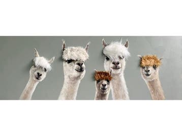 Olieverf schilderij Alpacas, Ophalen of Verzenden, Nieuw