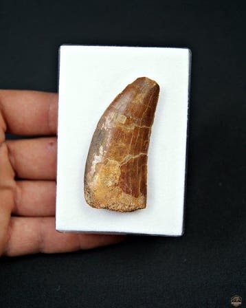 Dinosaurus - Fossiele tand - Carcharodontosaurus Saharicus, Verzamelen