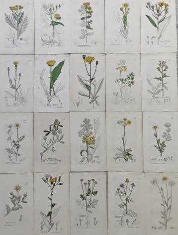 James Edward Smith / James Sowerby - Lot. of 20 sheets -, Antiek en Kunst