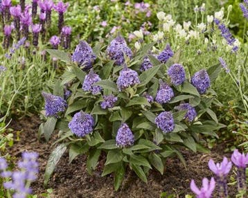 Vlinderstruik  Buddleia Little Rockstars Blue (Diepblauwe), Ophalen of Verzenden, Vlinderstruik, Struik, 100 tot 250 cm
