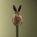 Haas Taxidermie Opgezette Dieren By Max, Ophalen of Verzenden, Nieuw, Wild dier, Opgezet dier