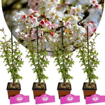 Prunus incisa Kojou-no-mai + pot 9cm 4 pcs, Tuin en Terras, Verzenden, Volle zon