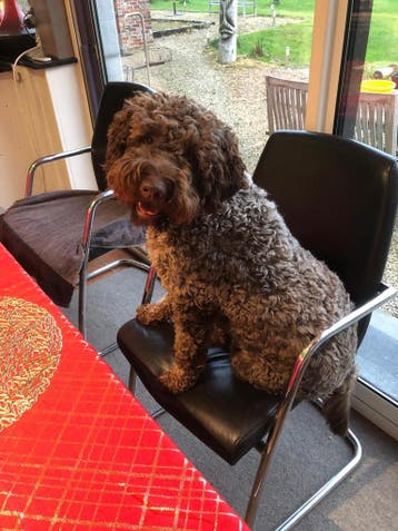 Italiaanse Waterhond- Lagotto Romagnolo - vs Labradoodle, België, Overige rassen, 8 tot 15 weken, Parvo