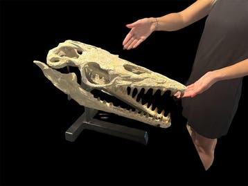 Prachtige gefossiliseerde schedel - Fossiele schedel -, Verzamelen, Mineralen en Fossielen