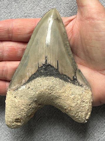 Megalodon tand 12,2 cm - Fossiele tand - Carcharocles