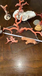 Bloedkoraal Koraal - (Corallium Rubrum) from Alghero