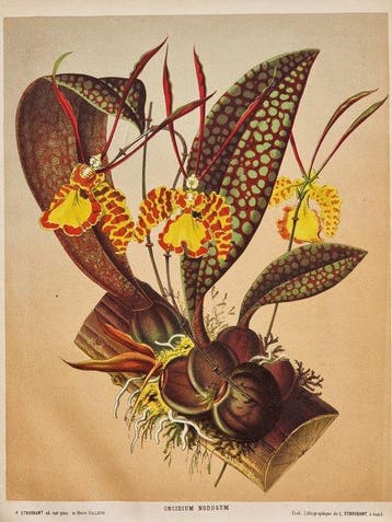 Alfred Cogniaux & Élie Marchal - Orchidea Oncidium Nodosum
